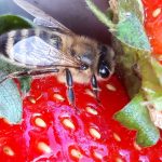 Biene auf Erdbeere